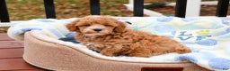 Cavapoo dogs for sale: Caleb - Ad 2