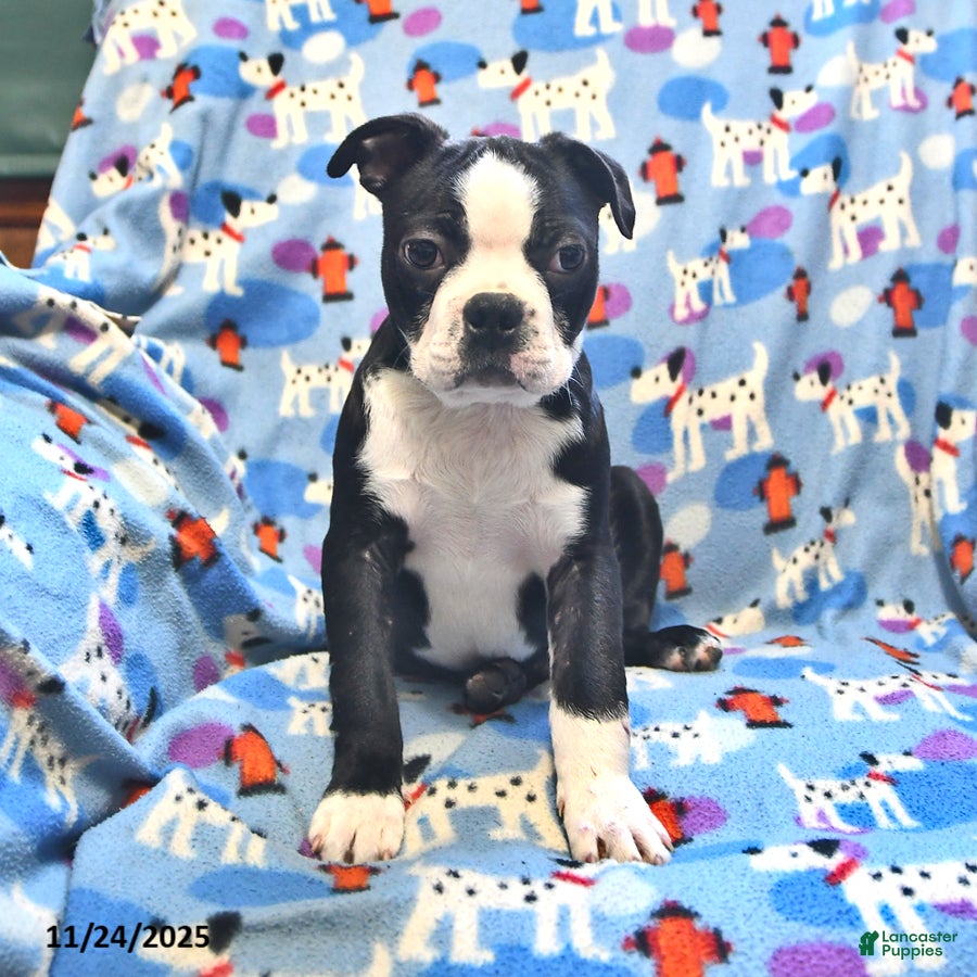 Boston Terrier dogs Mickey - Ad 16