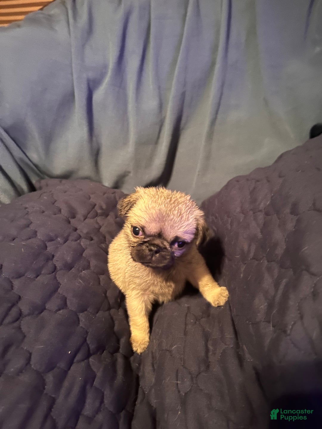 Pug dogs for sale: Ranger  - Ad 1