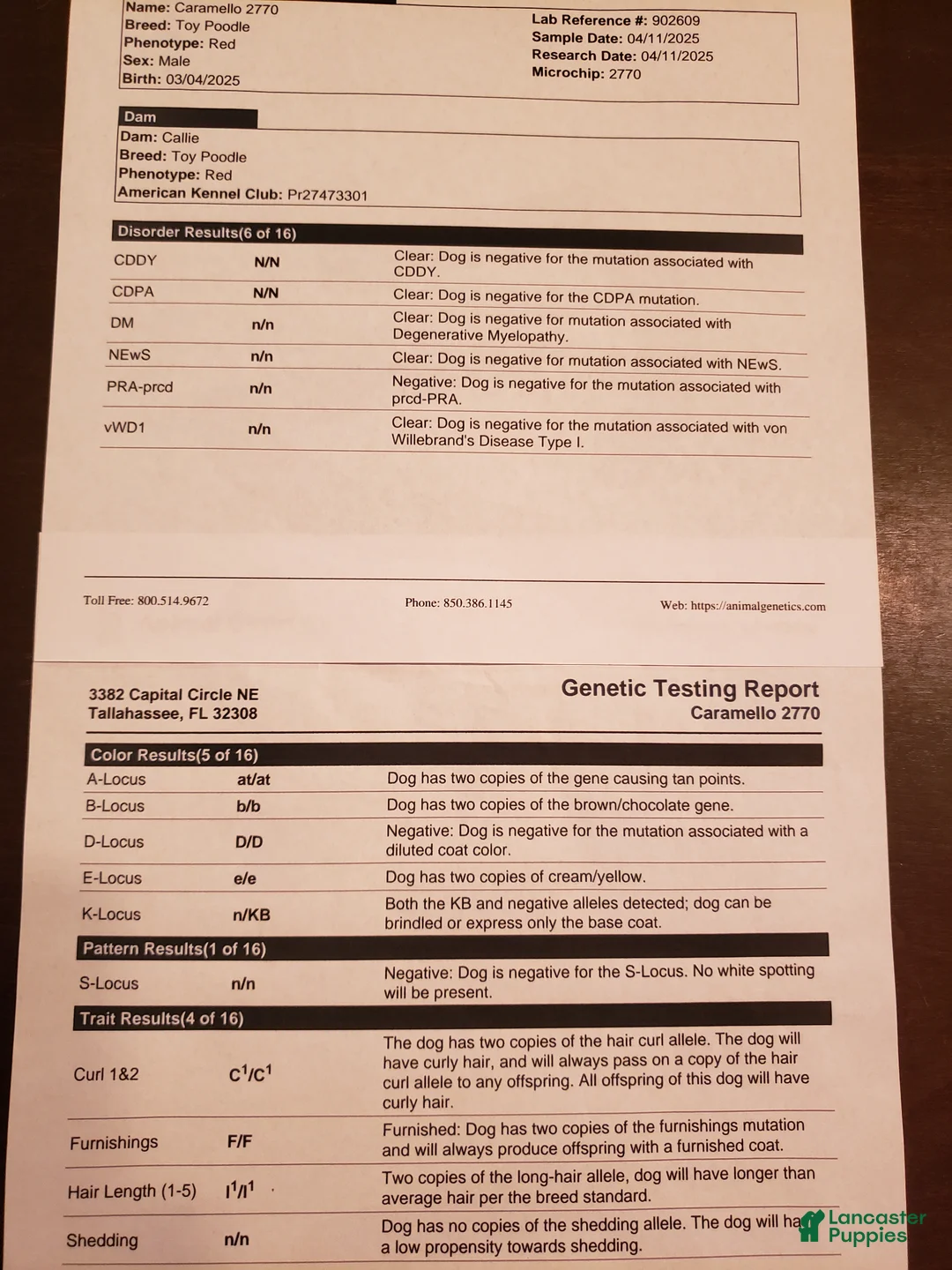 Toy Poodle dogs for stud: Caramello  - Ad 1