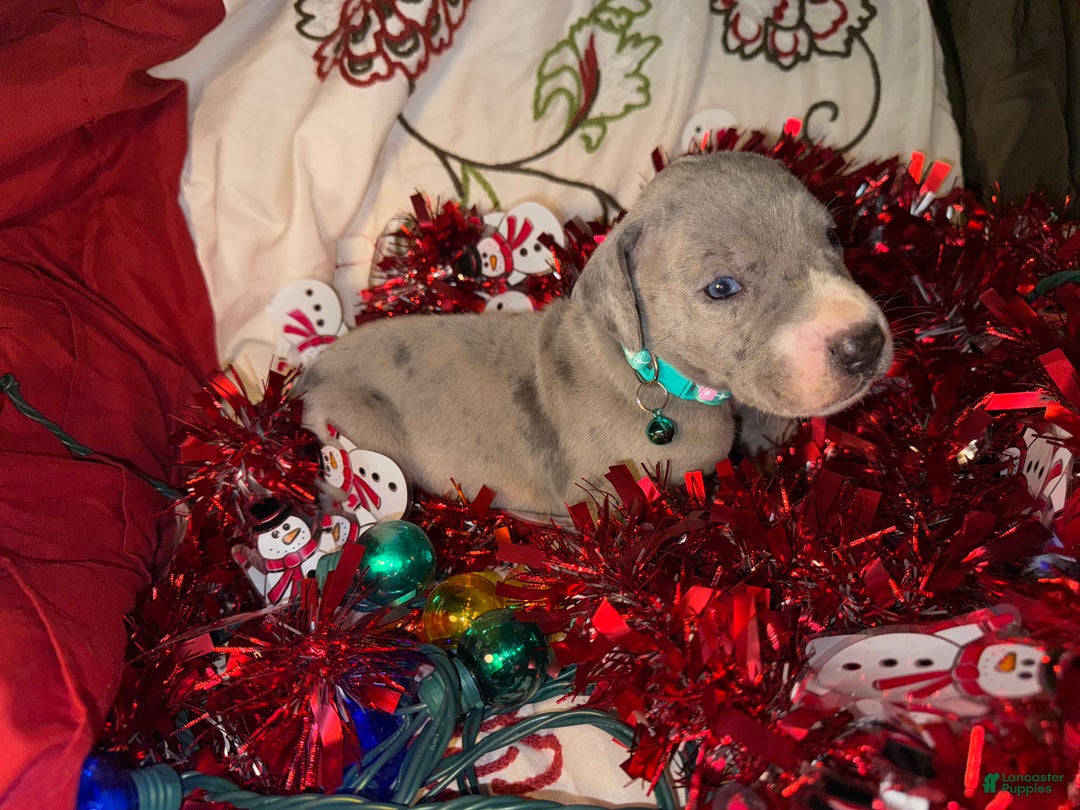 Great Dane dogs for sale: Sky - Ad 10