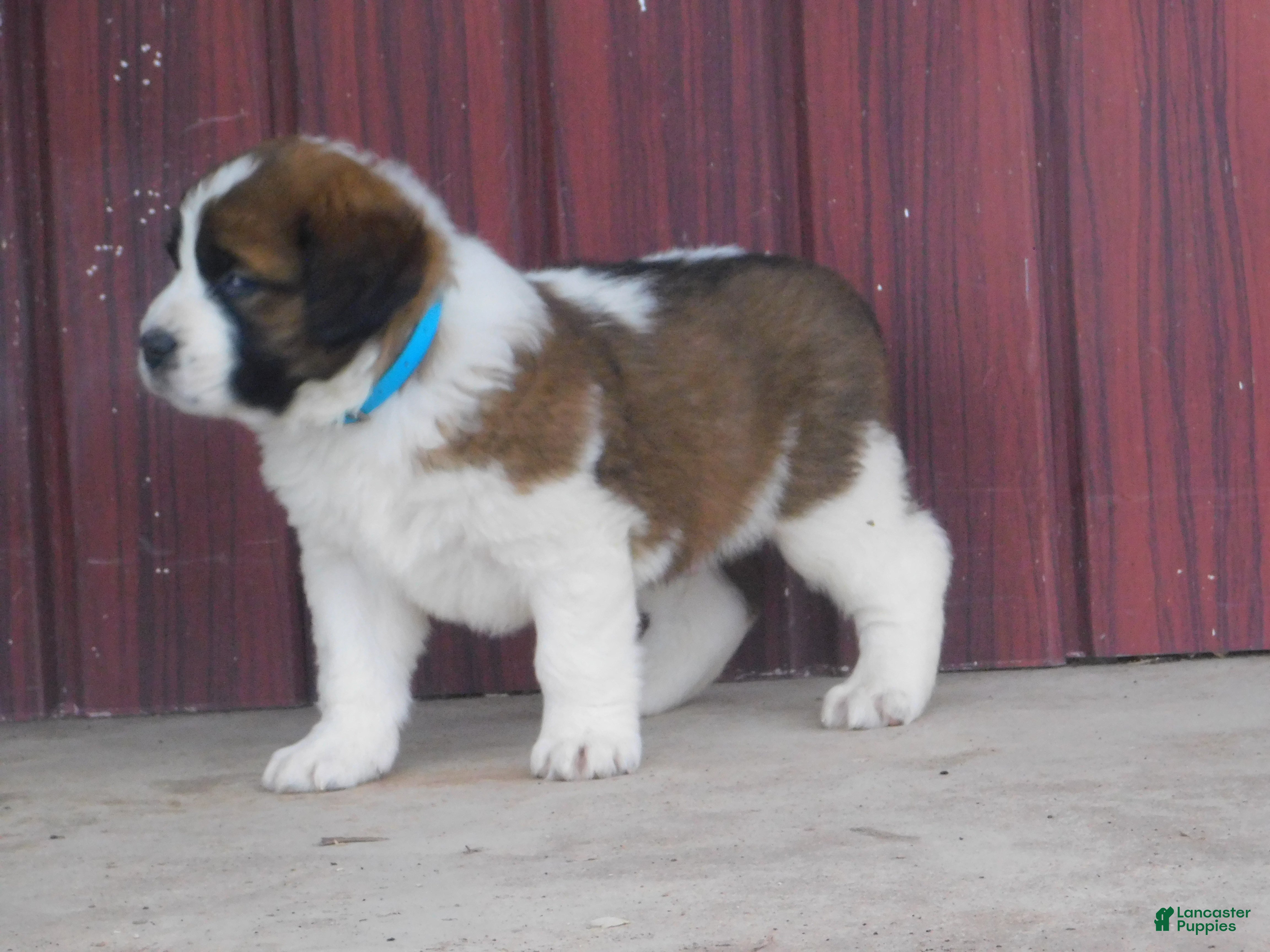 Saint Bernard dogs Silverado - Ad 1