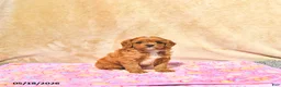 Cavapoo dogs for sale: Mandi - Ad 3