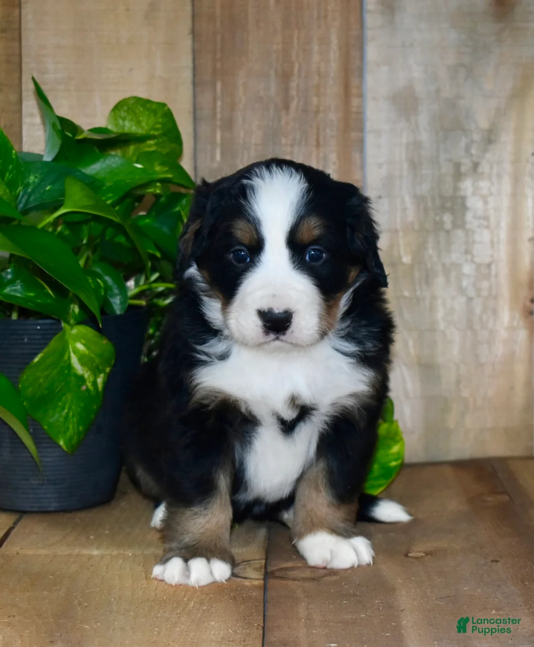 Bernese Mountain Dog dogs for sale: Remy - Ad 1