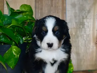 Bernese Mountain Dog dogs Remy - Ad 7