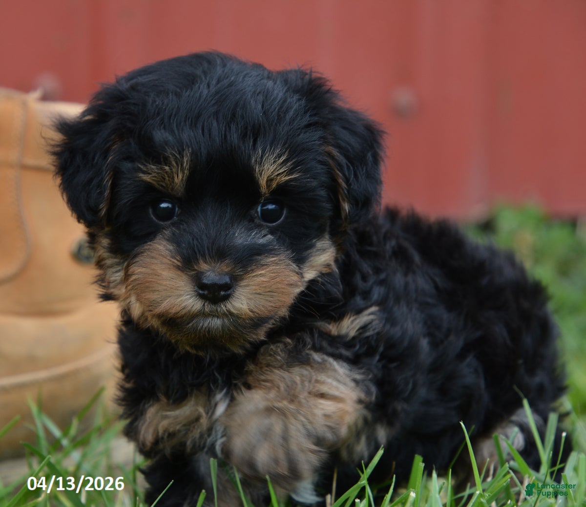 Yorkiepoo dogs Jax - Ad 2