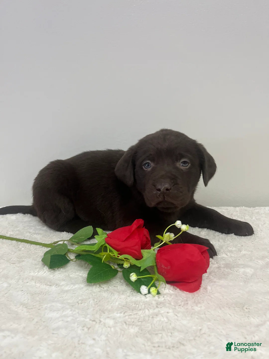 Labrador Retriever dogs for sale: Willow - Ad 4
