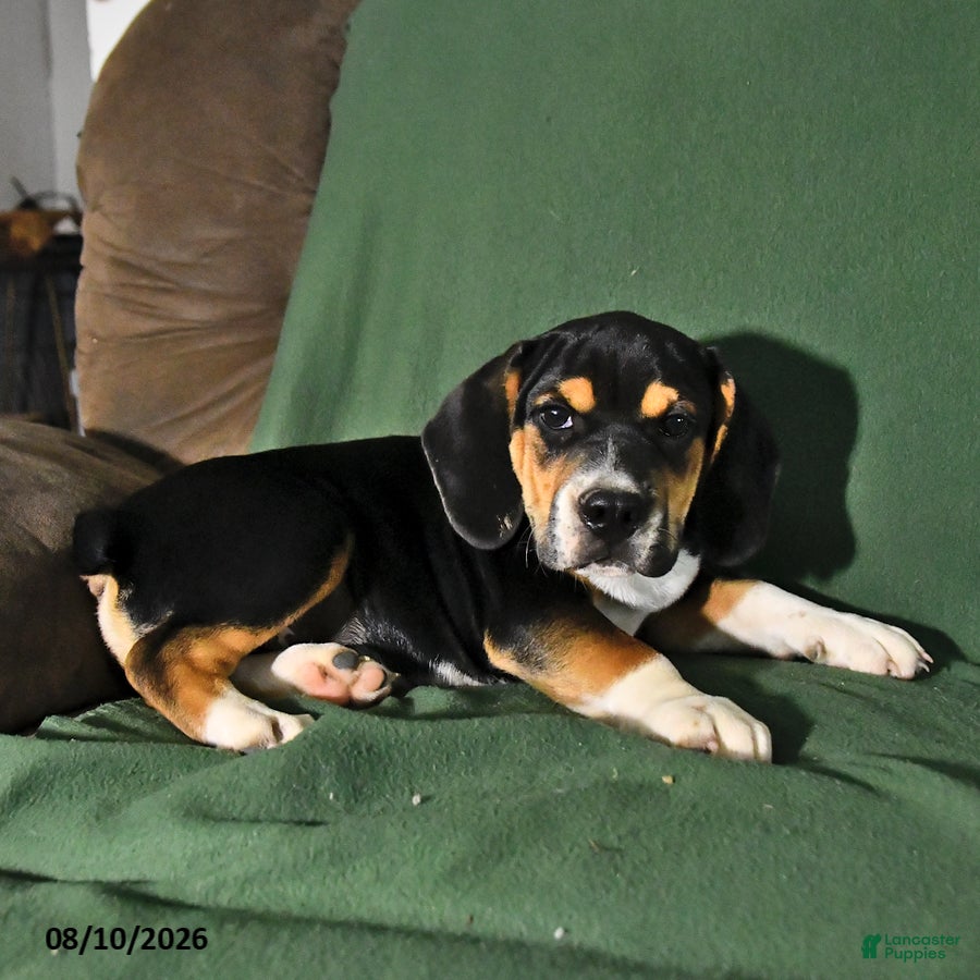 Beabull dogs Rover - Ad 2