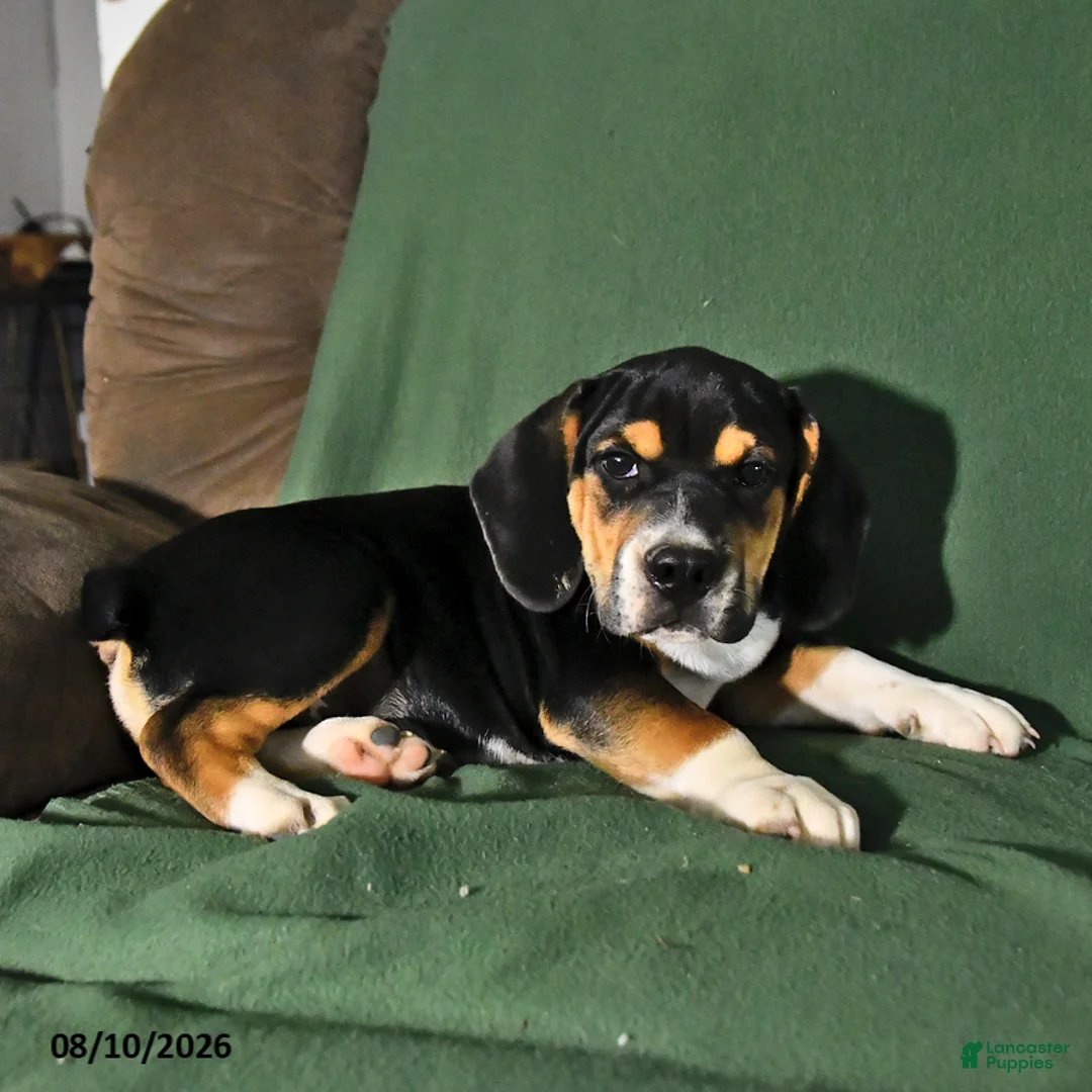 Beabull dogs for sale: Rover - Ad 2