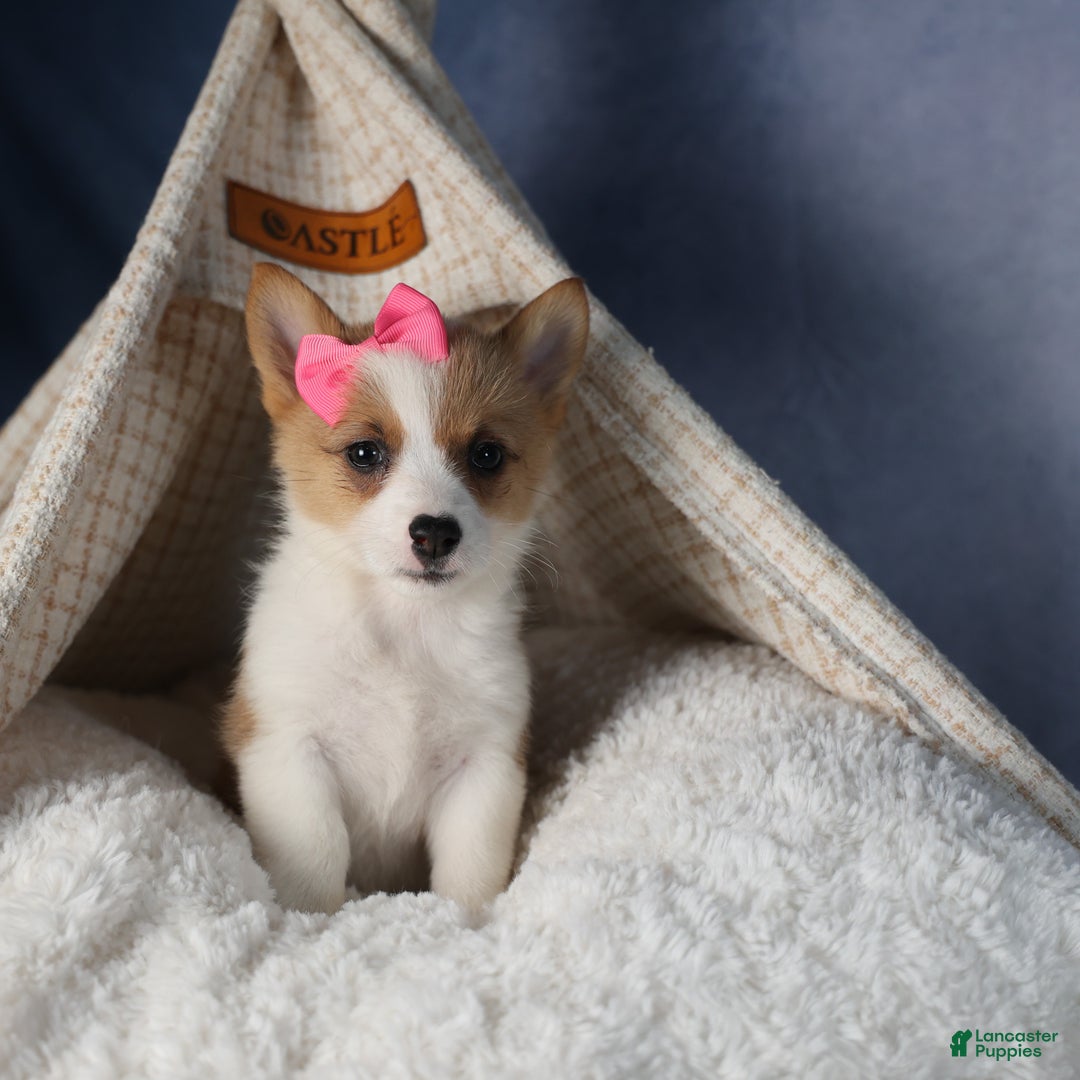 Welsh Corgi Pembroke dogs for sale: Dixie - Ad 20