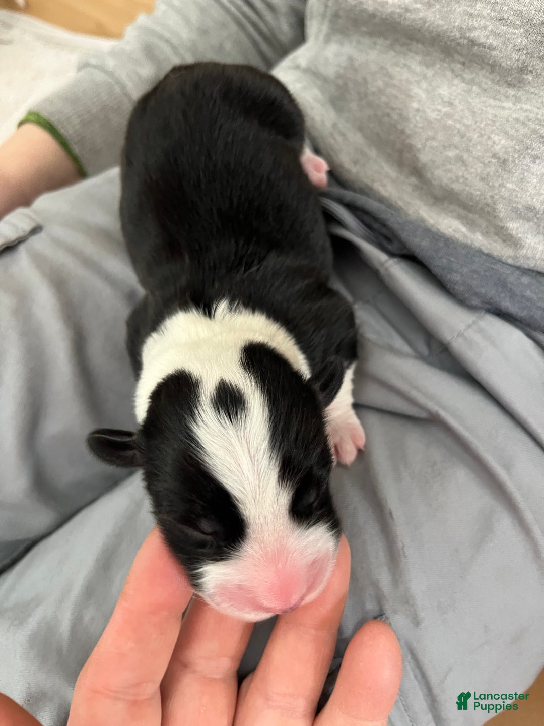 Welsh Corgi Cardigan dogs for sale: Welsh Corgi Cardigan Puppy 7: McFly - Ad 3