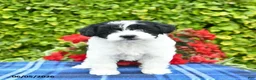 Yorkiepoo dogs for sale: Violet  - Ad 3