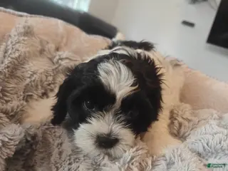Mixed Breed dogs Chungus - Ad 10