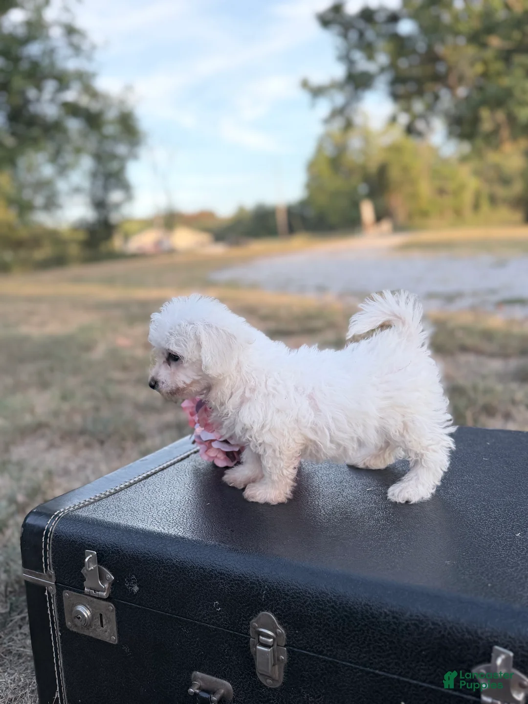 Bichon Frise dogs for sale: Bichon Frise - Mandie - Ad 2