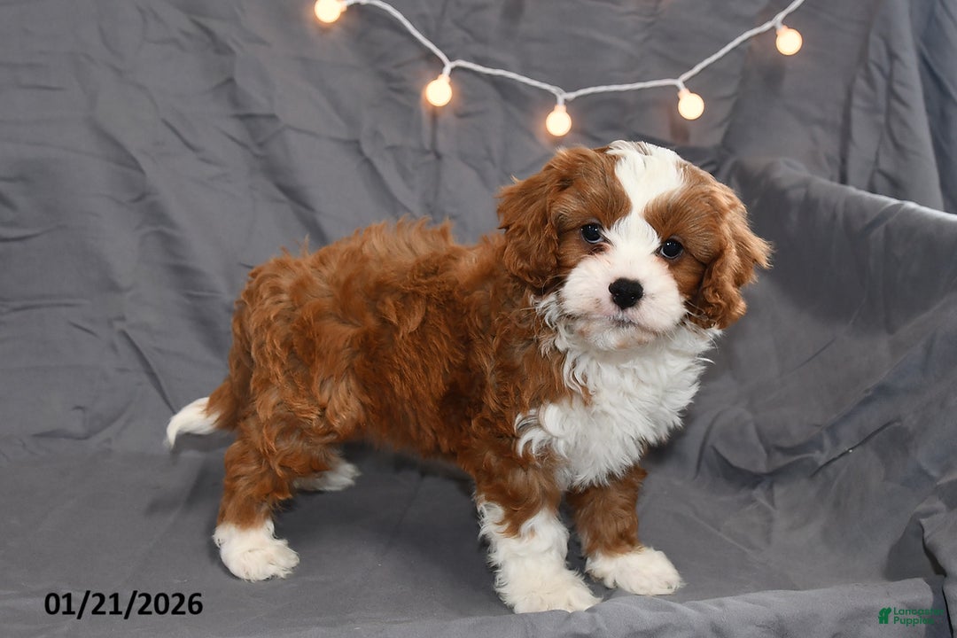 Cavapoo dogs for sale: Midnight - Ad 3