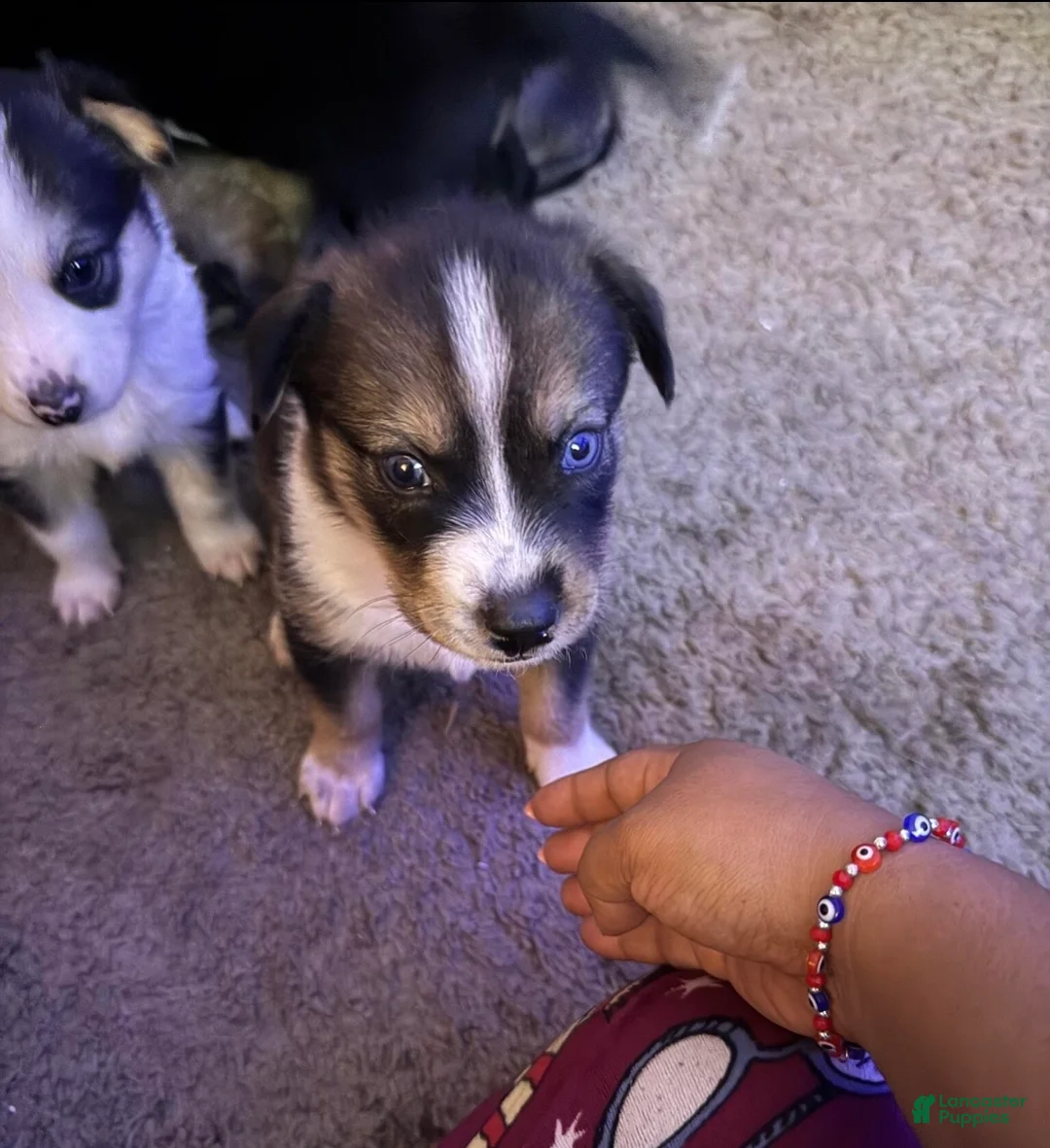 Mixed Breed dogs for sale: Siberian husky /Lab Ret Puppy 3 - Ad 1