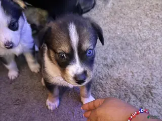 Mixed Breed dogs Siberian husky /Lab Ret Puppy 3 - Ad 10