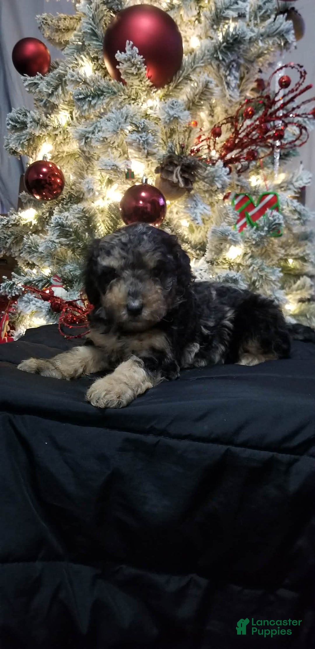 Mini Aussiedoodle dogs for sale: Mini Aussiedoodle Puppy 1 - Ad 3