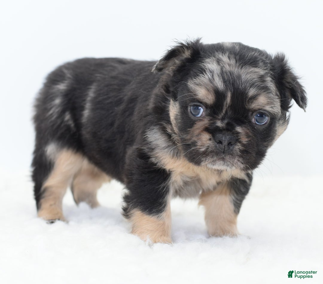 Mixed Breed dogs for sale: Chuck chocolate tri-color fluffy  - Ad 6