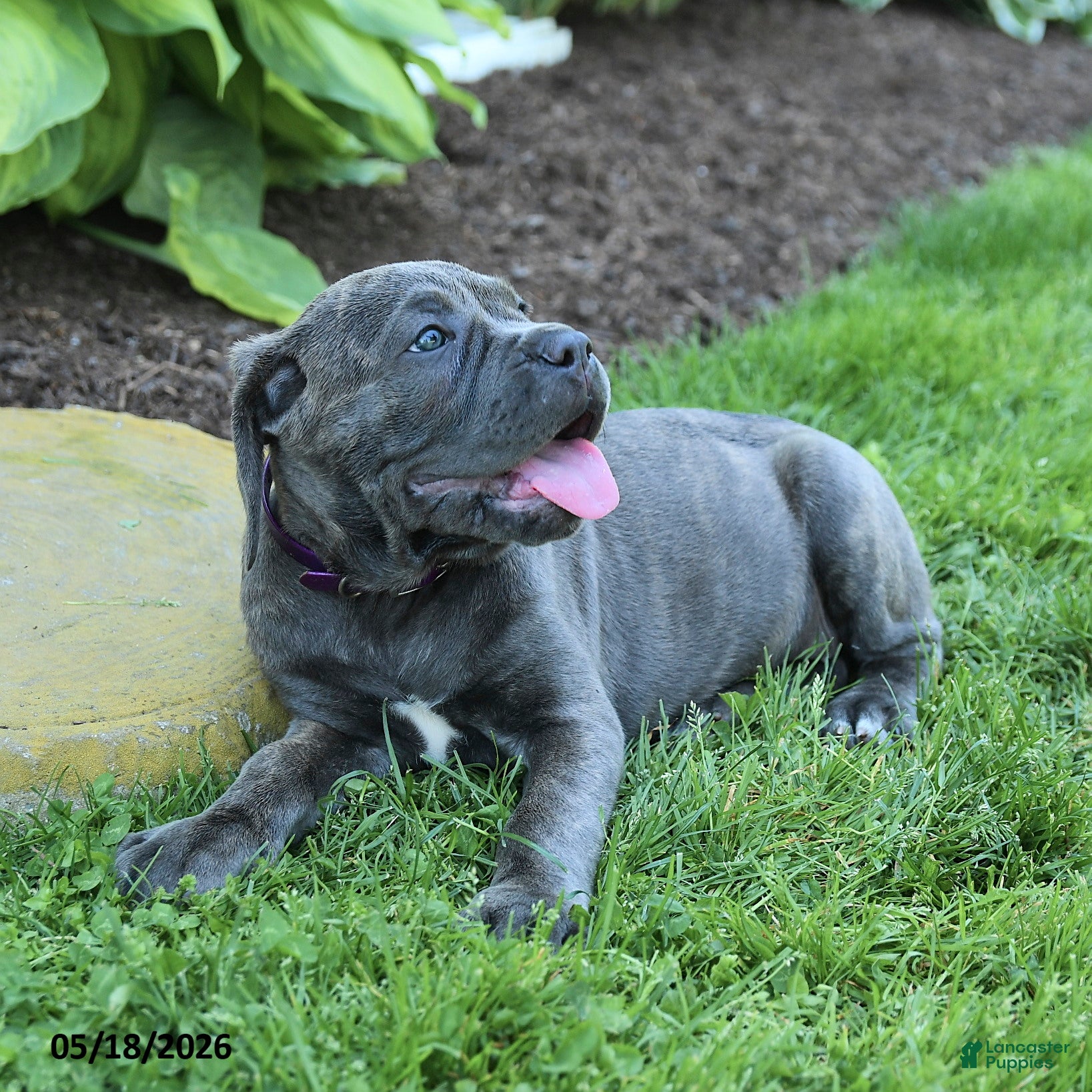 Cane Corso dogs Kona - Ad 2