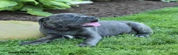 Cane Corso dogs for sale: Kona - Ad 2