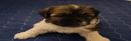 Shih Tzu dogs for sale: Shih Tzu 3 - Ad 13