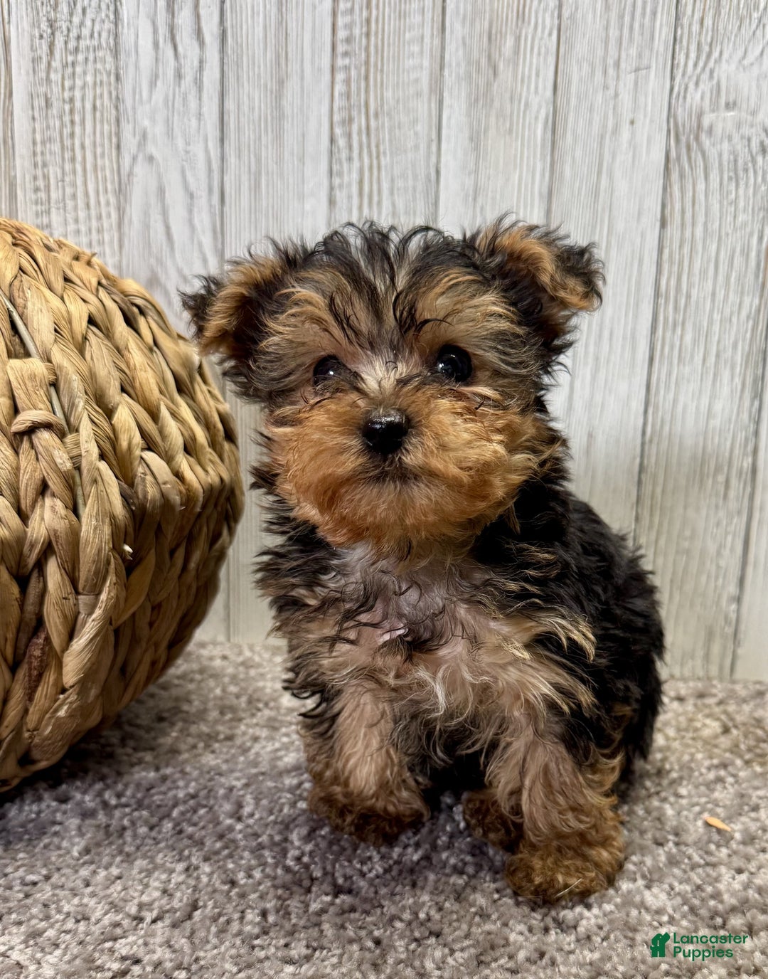 Yorkiepoo dogs for sale: Tucker - Ad 7