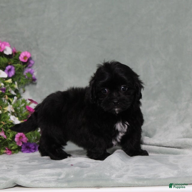 Teddy Bear dogs BJ's Echo - Ad 2