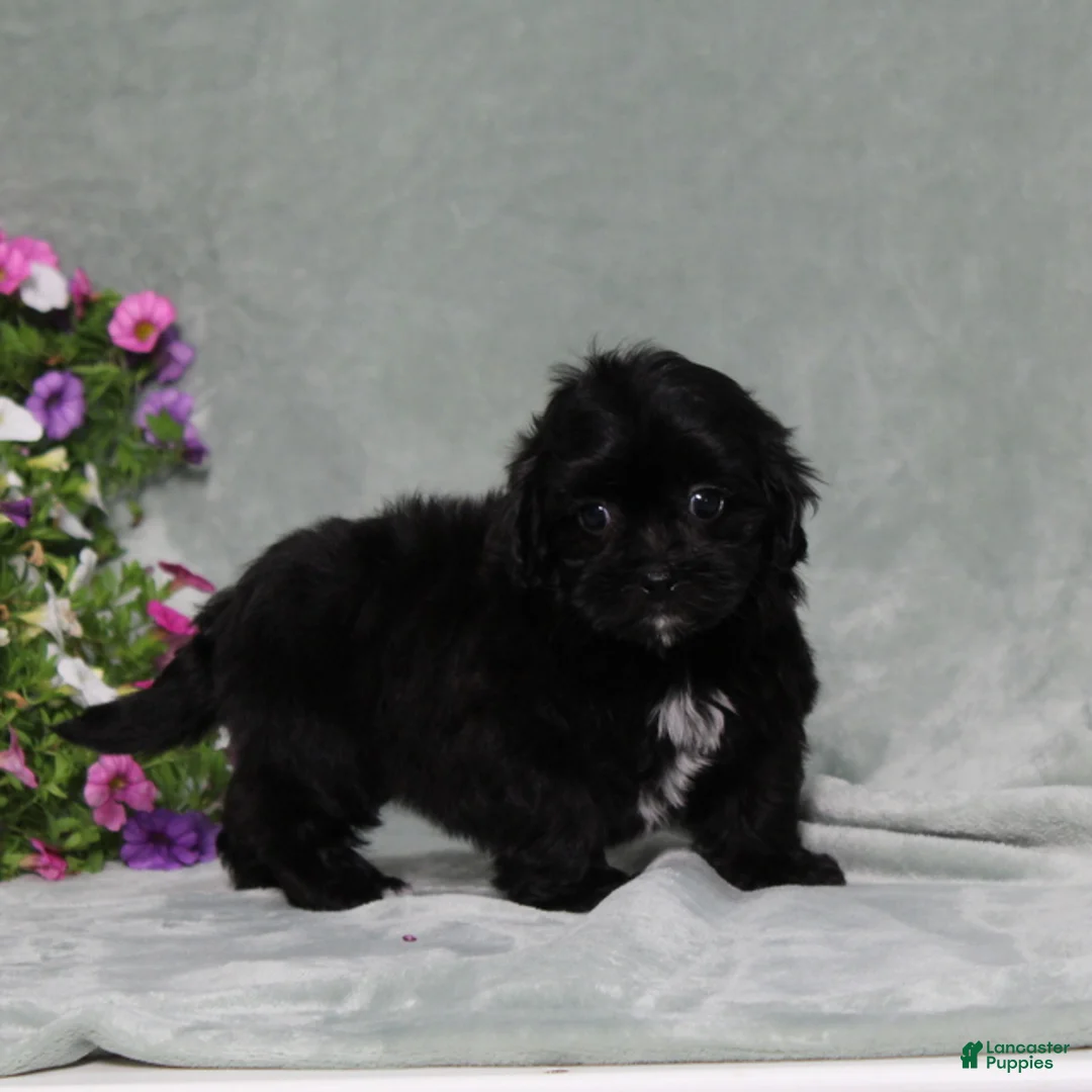 Teddy Bear dogs for sale: BJ's Echo - Ad 2