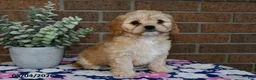 Cavachon dogs for sale: Emma - Ad 3