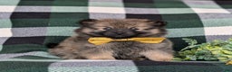 Pomeranian dogs for sale: Kegan - Ad 8