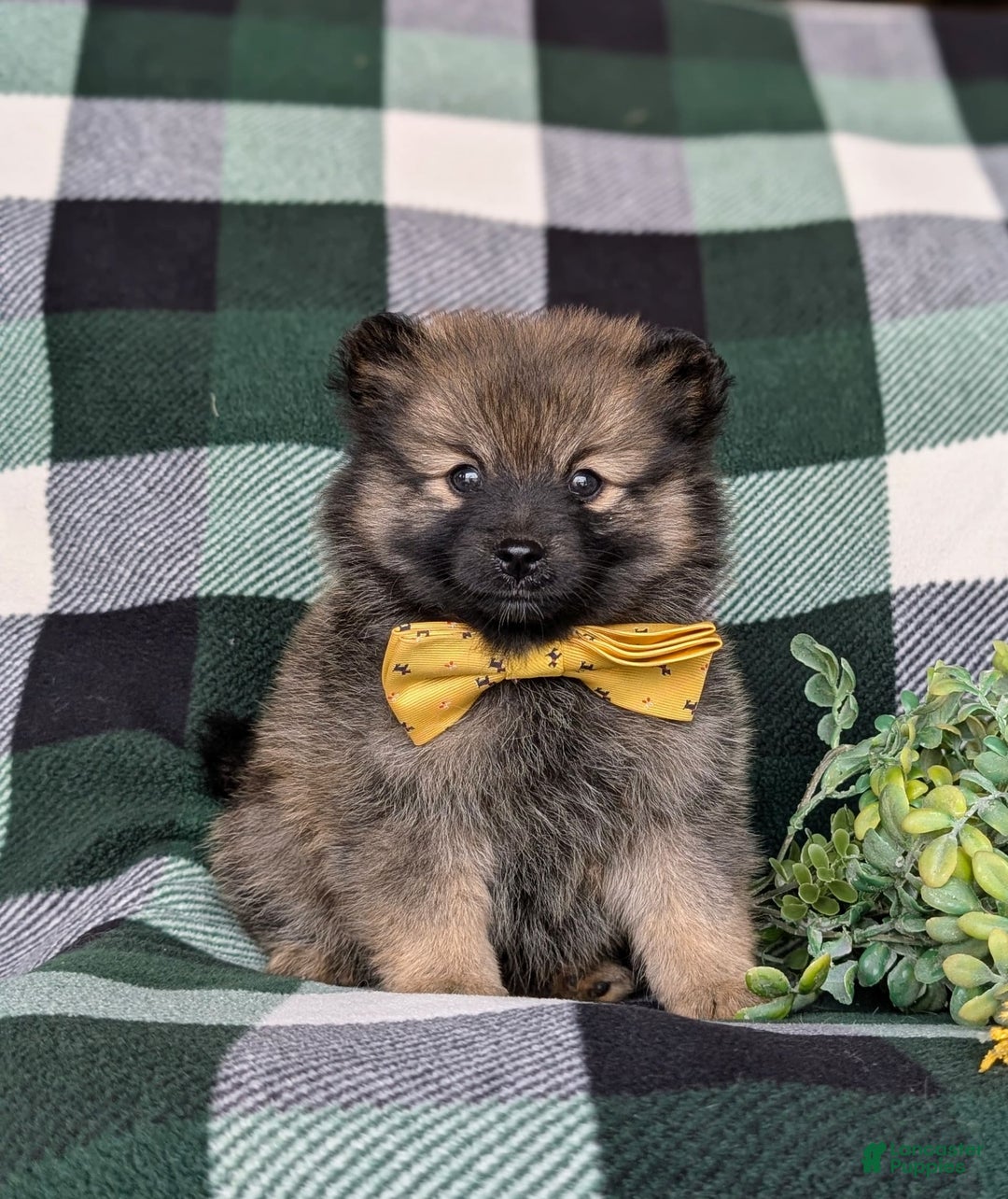 Pomeranian dogs for sale: Kegan - Ad 8