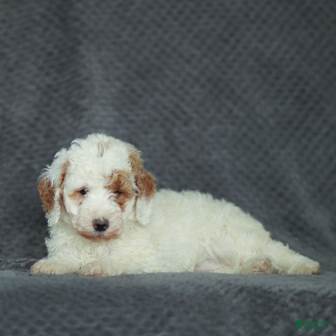 Mixed Breed dogs for sale: Rosy - Ad 3