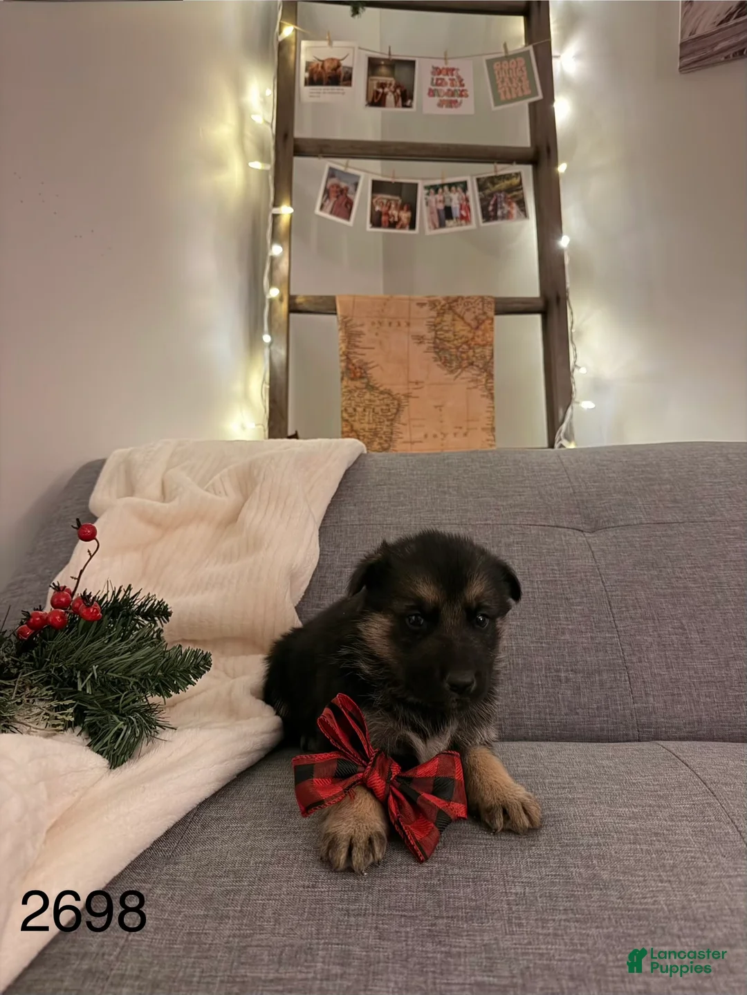 German Shepherd dogs for sale: German Shepherd Puppy 1 - Ad 6