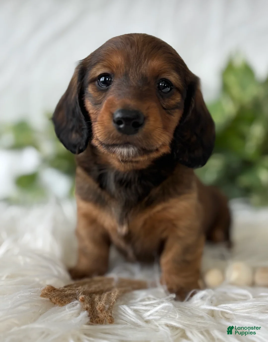 Miniature Dachshund dogs for sale: Star Girl Miniature Dachshund  - Ad 1