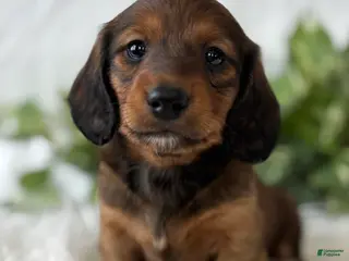 Miniature Dachshund dogs Star Girl Miniature Dachshund - Ad 24