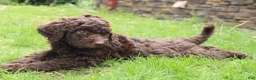 Labradoodle dogs for sale: Apollo - Ad 3