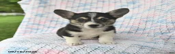 Welsh Corgi Pembroke dogs for sale: Asia - Ad 3
