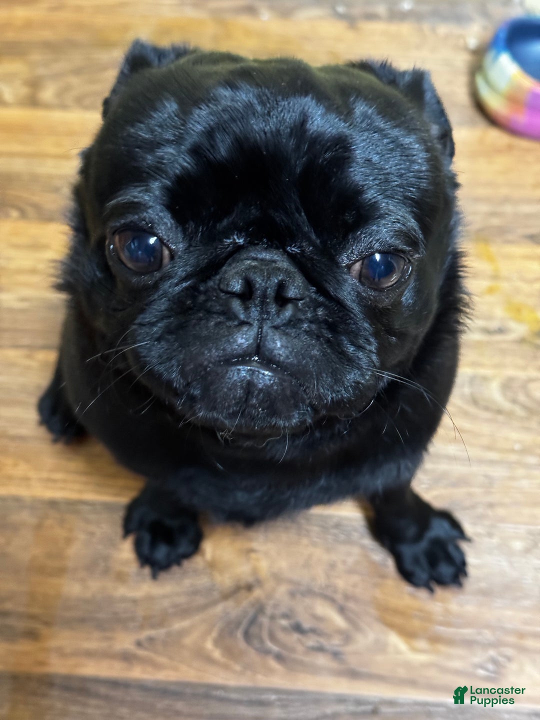 Pug dogs for sale: Wayne - Ad 1