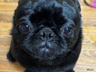 Pug dogs Wayne - Ad 23