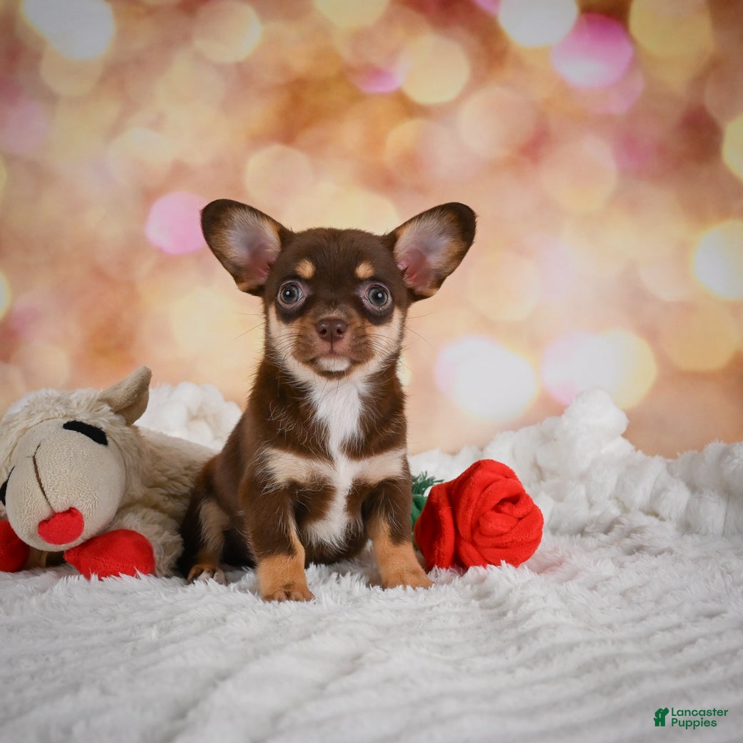 Chihuahua dogs Blaire - Ad 1