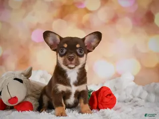 Chihuahua dogs for sale: Blaire - Ad 4