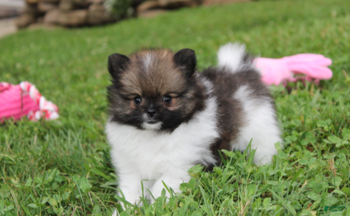 Pomeranian dogs Juno - Ad 1
