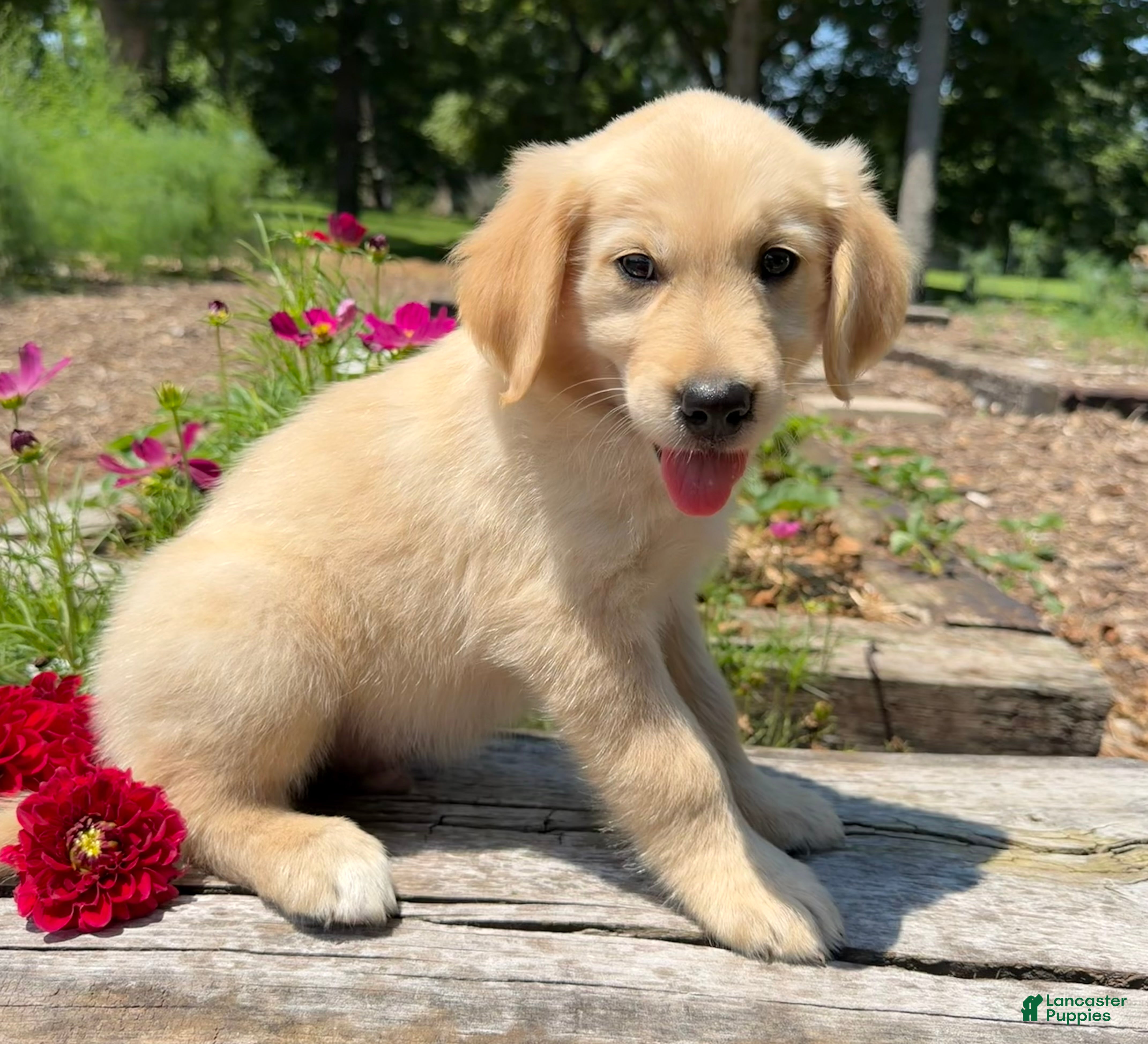 Golden Retriever dogs Jasper - Ad 2