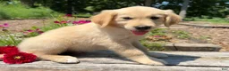 Golden Retriever dogs for sale: Jasper - Ad 2