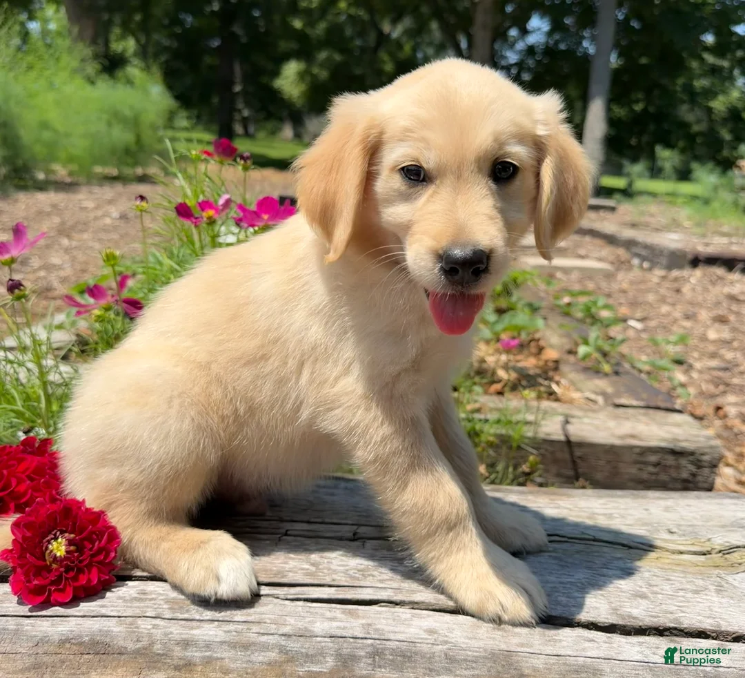 Golden Retriever dogs for sale: Jasper - Ad 2