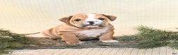 English Bulldog dogs for sale: Tinsel - Ad 5