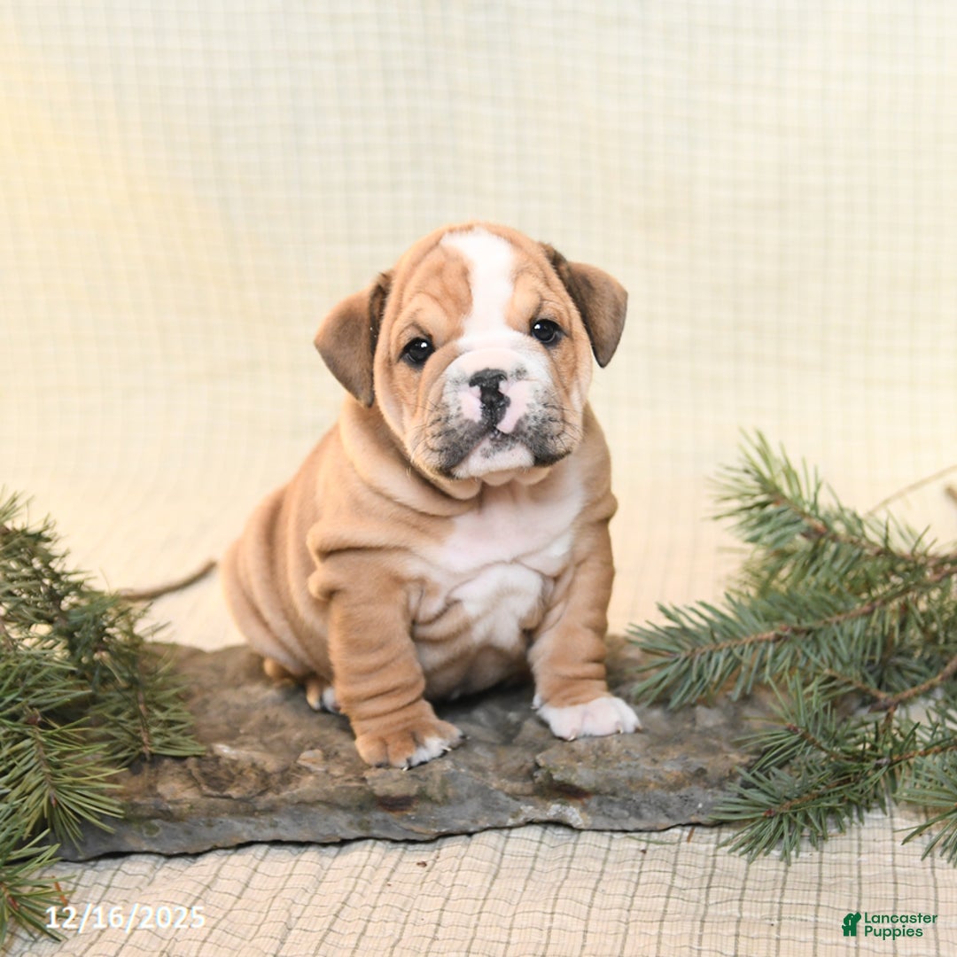 English Bulldog dogs for sale: Tinsel - Ad 5