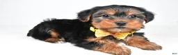 Morkie dogs for sale: Anson - Ad 1
