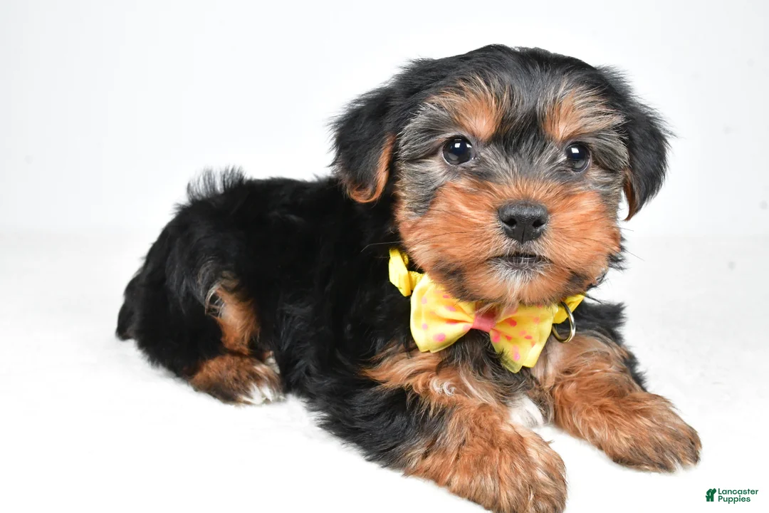 Morkie dogs for sale: Anson - Ad 1